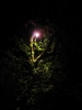 Sommernacht im Pfarrgarten am 13.06.2015