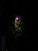 2015_06_Sommernacht_11